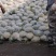 白面青梗送花菜大降价对接市场商贩全国走货