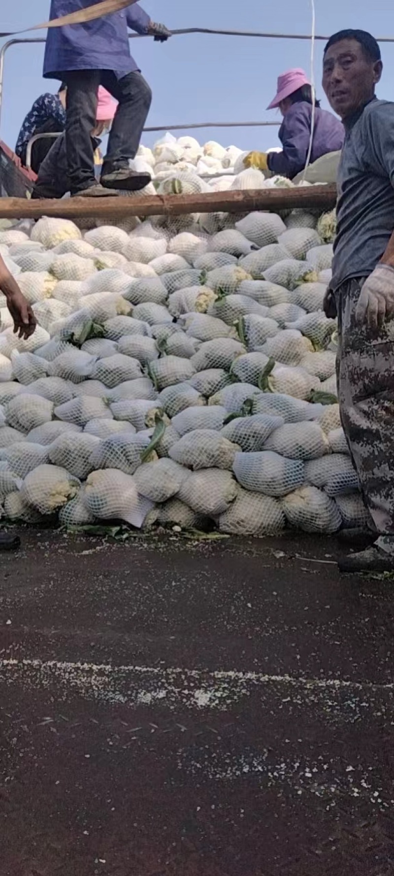 白面青梗送花菜大降价对接市场商贩全国走货