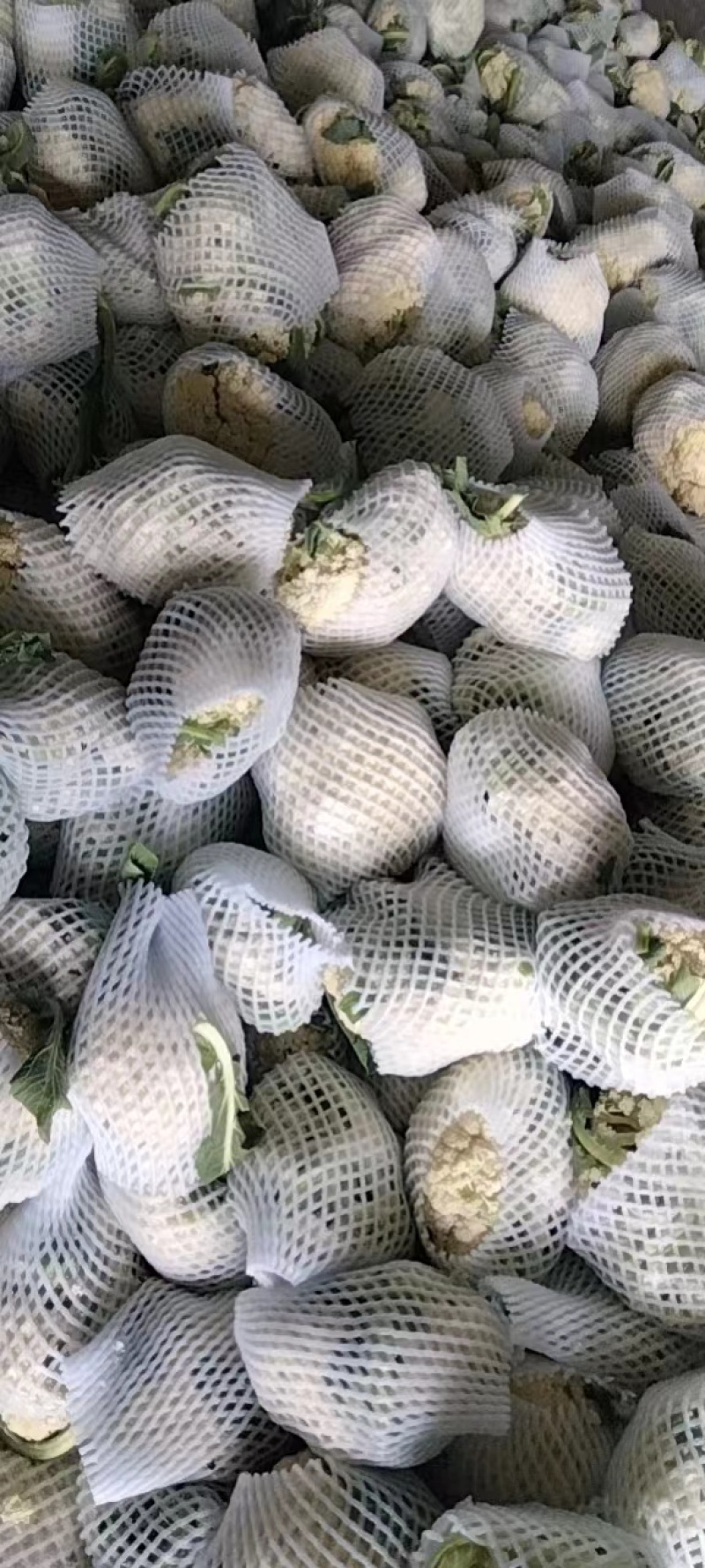 白面青梗送花菜大降价对接市场商贩全国走货