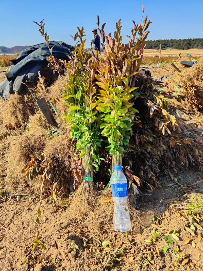 水蜡种子东北小叶女贞种子水蜡小苗及树苗提供种植技术