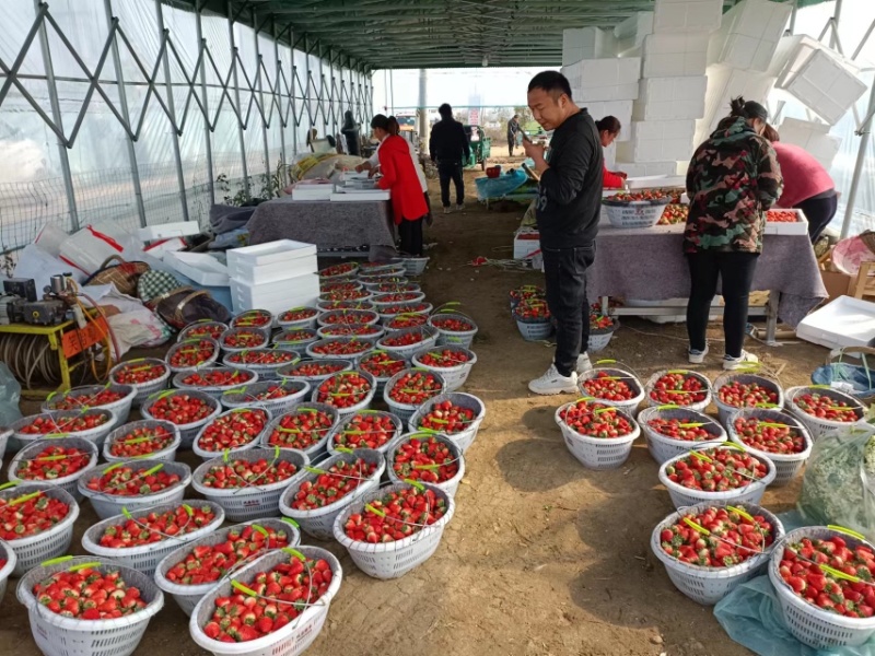 天仙醉奶油草莓产地发货品质保证亳州河南山东河北客商来电