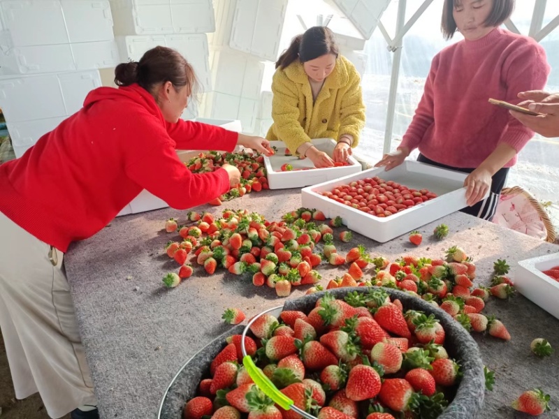 天仙醉奶油草莓产地发货品质保证亳州河南山东河北客商来电