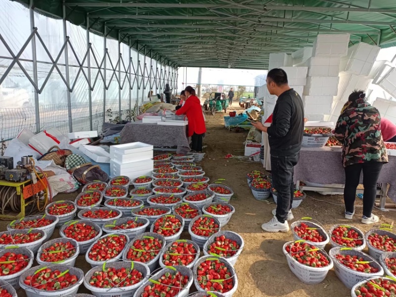 天仙醉奶油草莓产地发货品质保证亳州河南山东河北客商来电