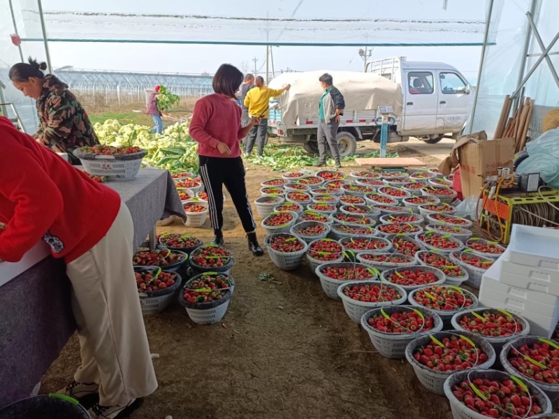 天仙醉奶油草莓产地发货品质保证亳州河南山东河北客商来电