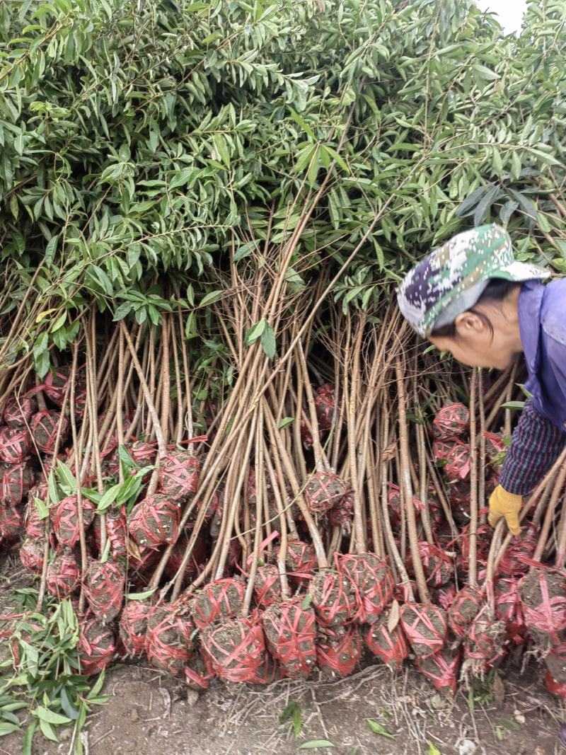 1.5-2公分木荷，打土球，保质保量，基地直发