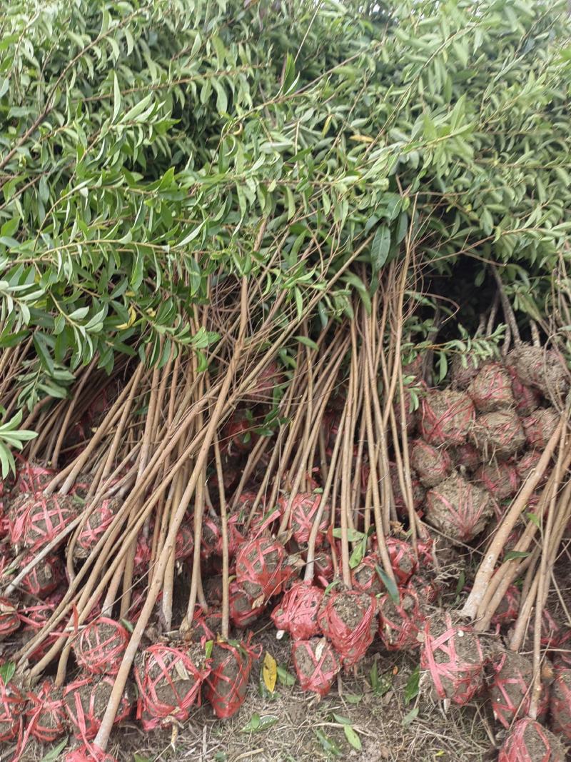 1.5-2公分木荷，打土球，保质保量，基地直发