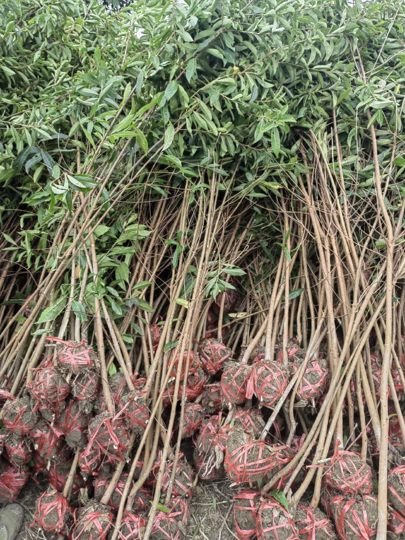 1.5-2公分木荷，打土球，保质保量，基地直发