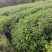 香樟杯苗，小叶樟，一年香樟小苗