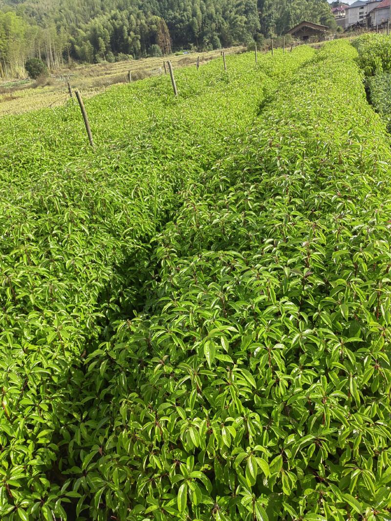 香樟杯苗，小叶樟，一年香樟小苗