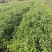 香樟杯苗，小叶樟，一年香樟小苗