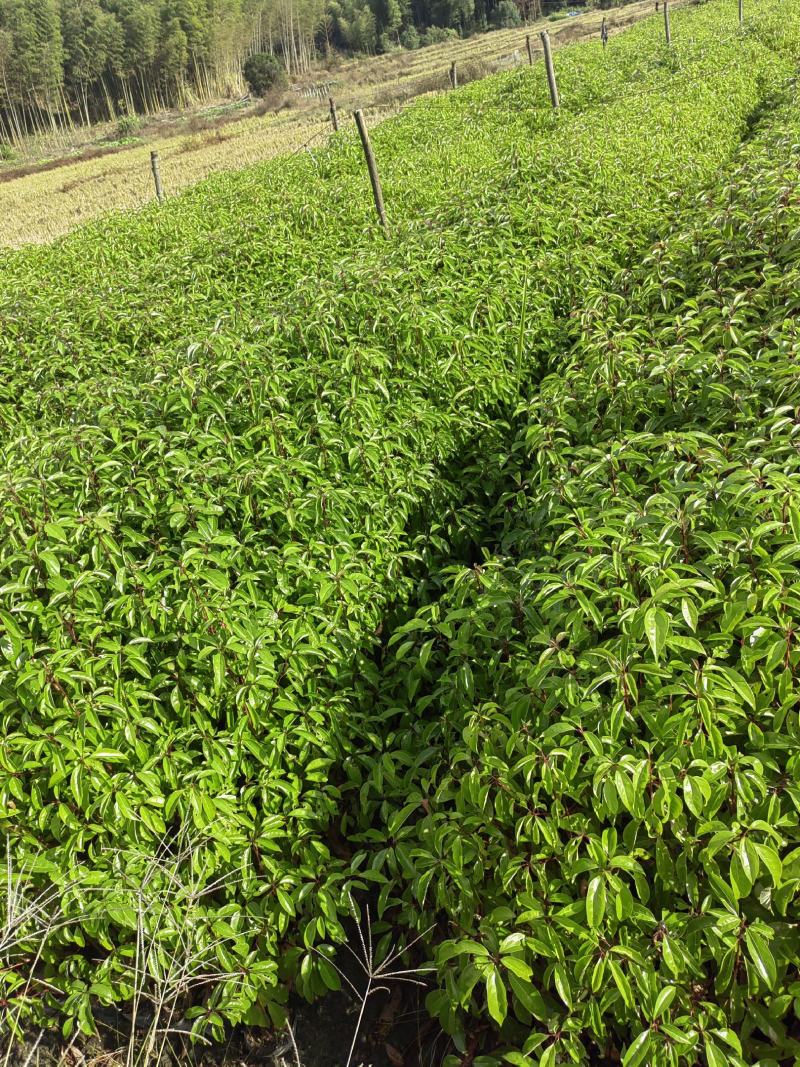 香樟杯苗，小叶樟，一年香樟小苗