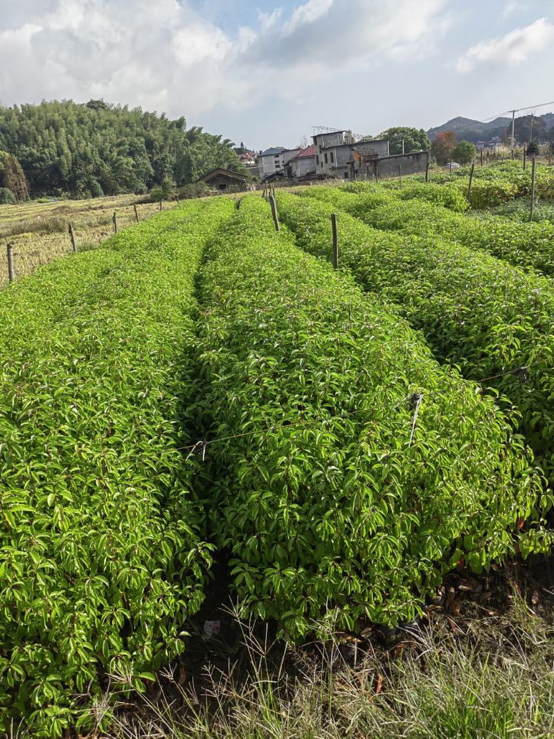 香樟杯苗，小叶樟，一年香樟小苗