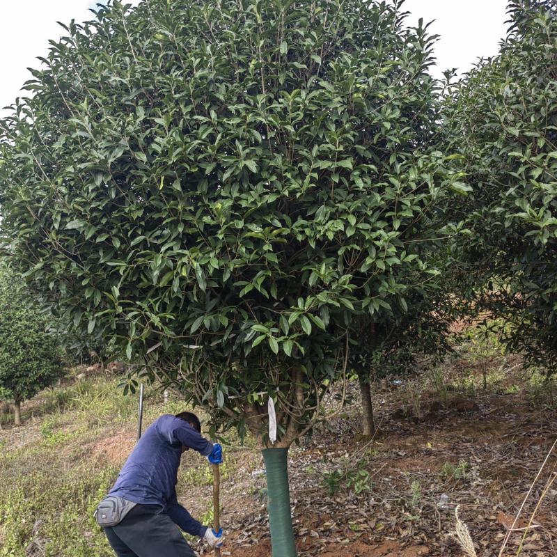 冠幅3米桂花，丹桂，朱砂桂，金桂