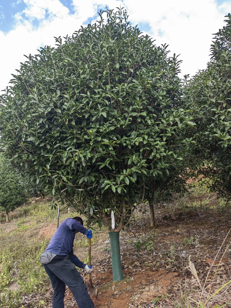 冠幅3米桂花，丹桂，朱砂桂，金桂