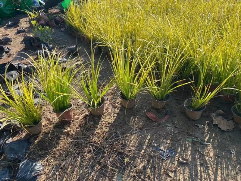 金叶石菖蒲供应基地