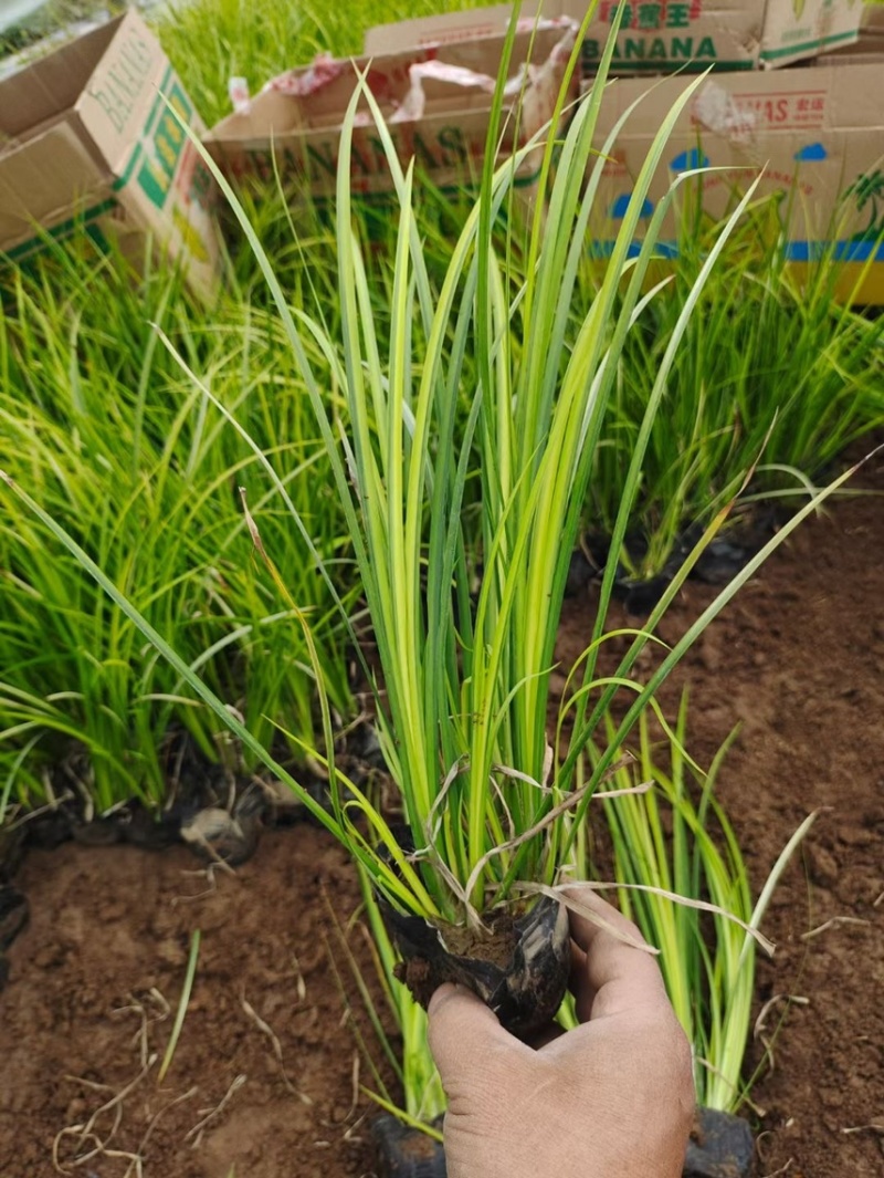 金叶石菖蒲供应基地