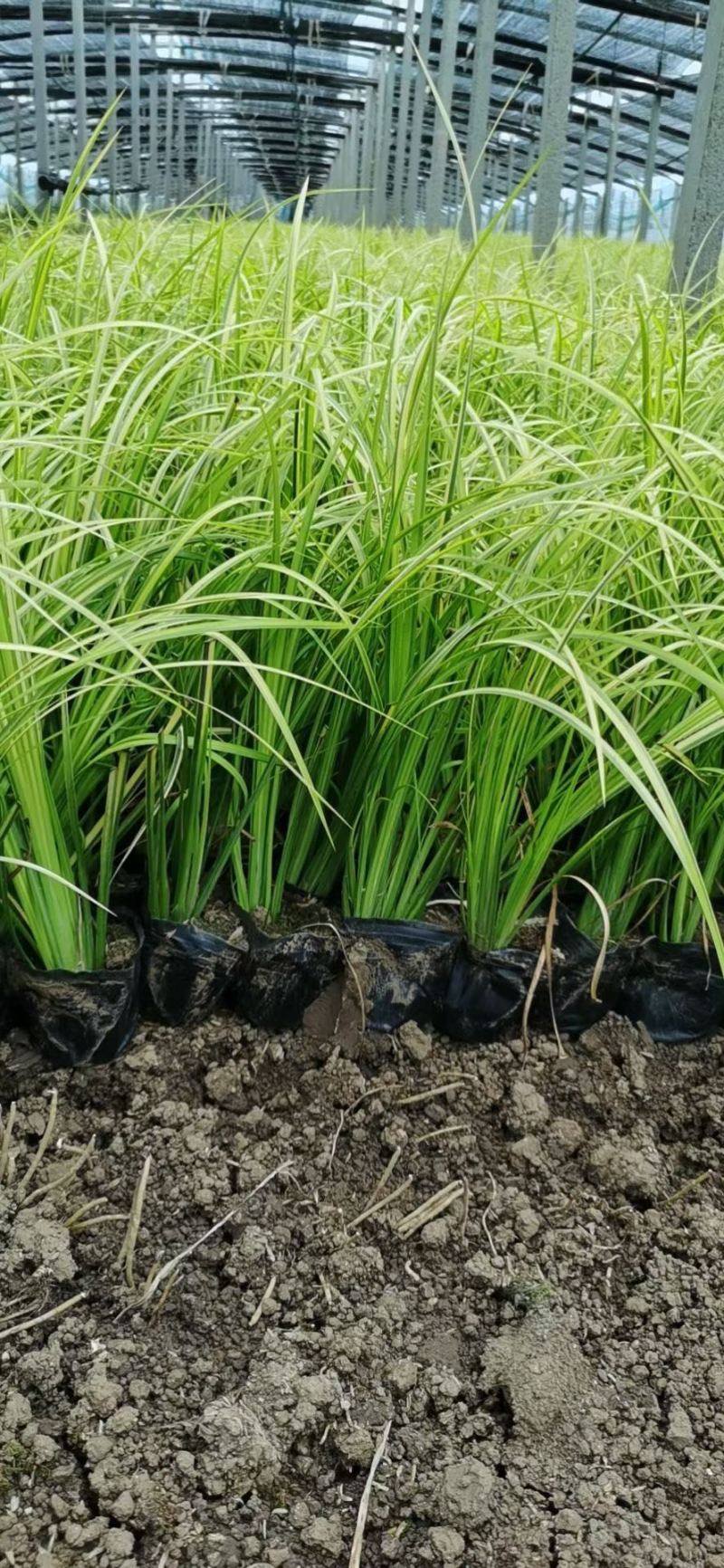 金叶石菖蒲供应基地