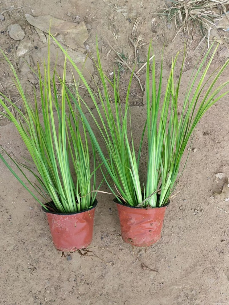 金叶石菖蒲供应基地