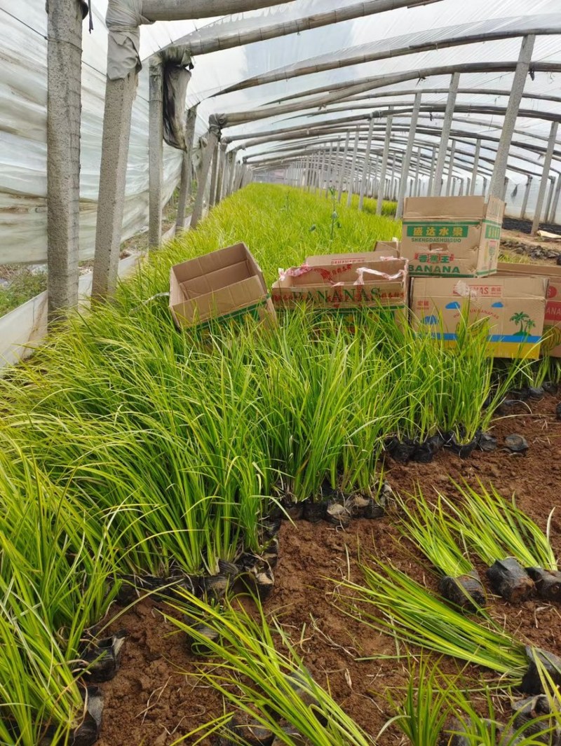 金叶石菖蒲供应基地