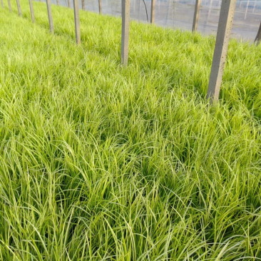 金叶石菖蒲批发基地