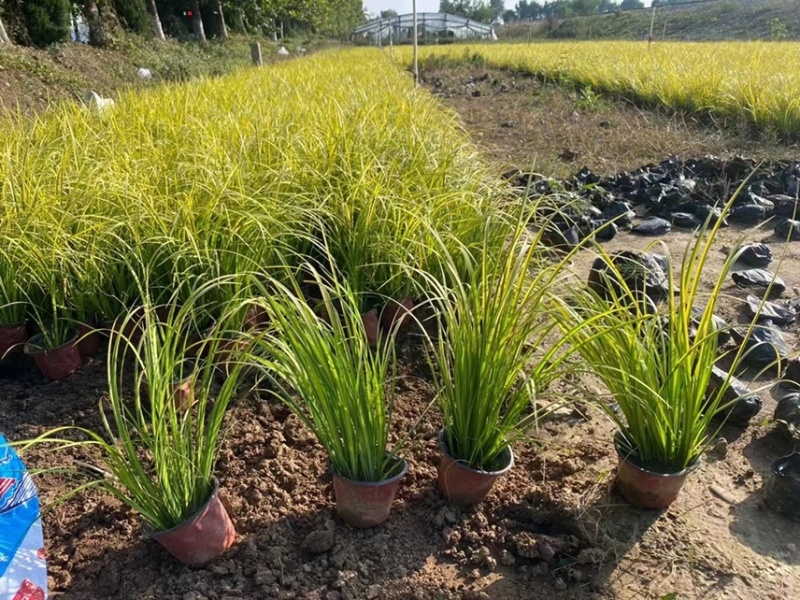 金叶石菖蒲批发基地