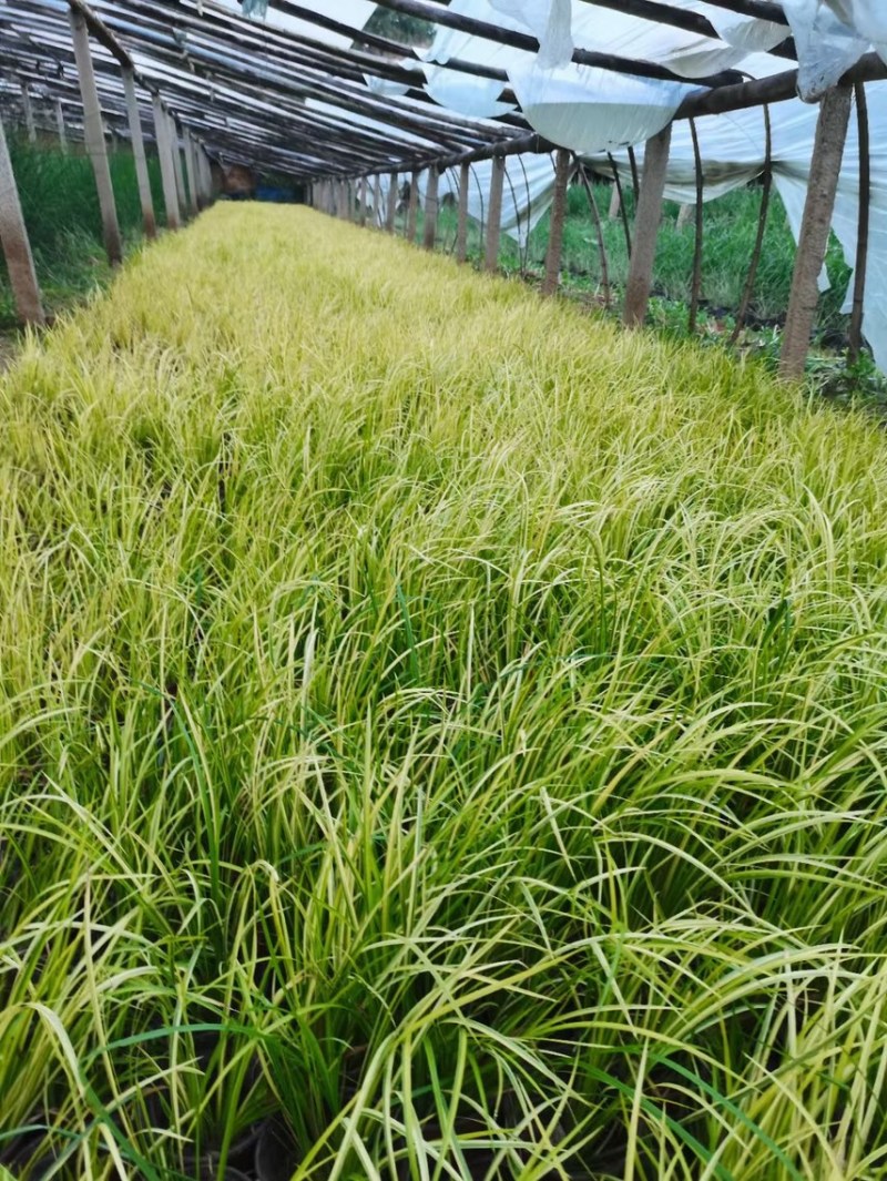 金叶石菖蒲批发基地