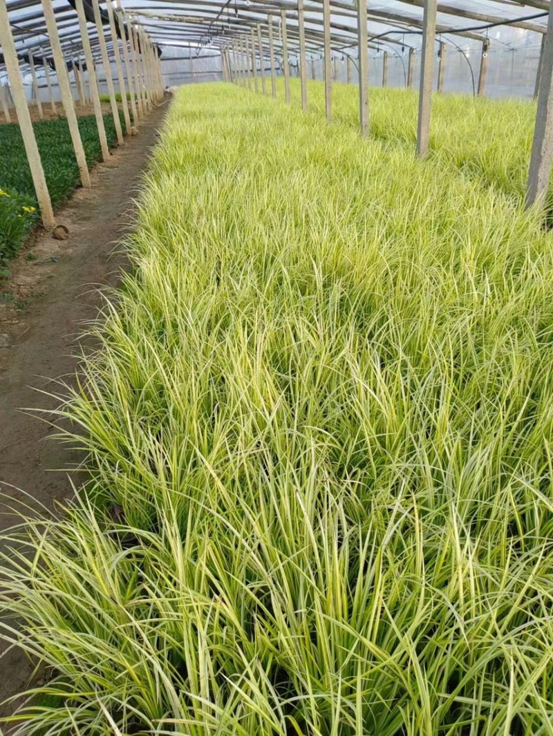 金叶石菖蒲批发基地