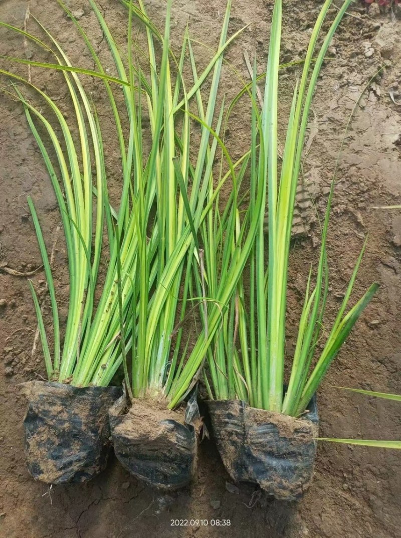 金叶石菖蒲批发基地