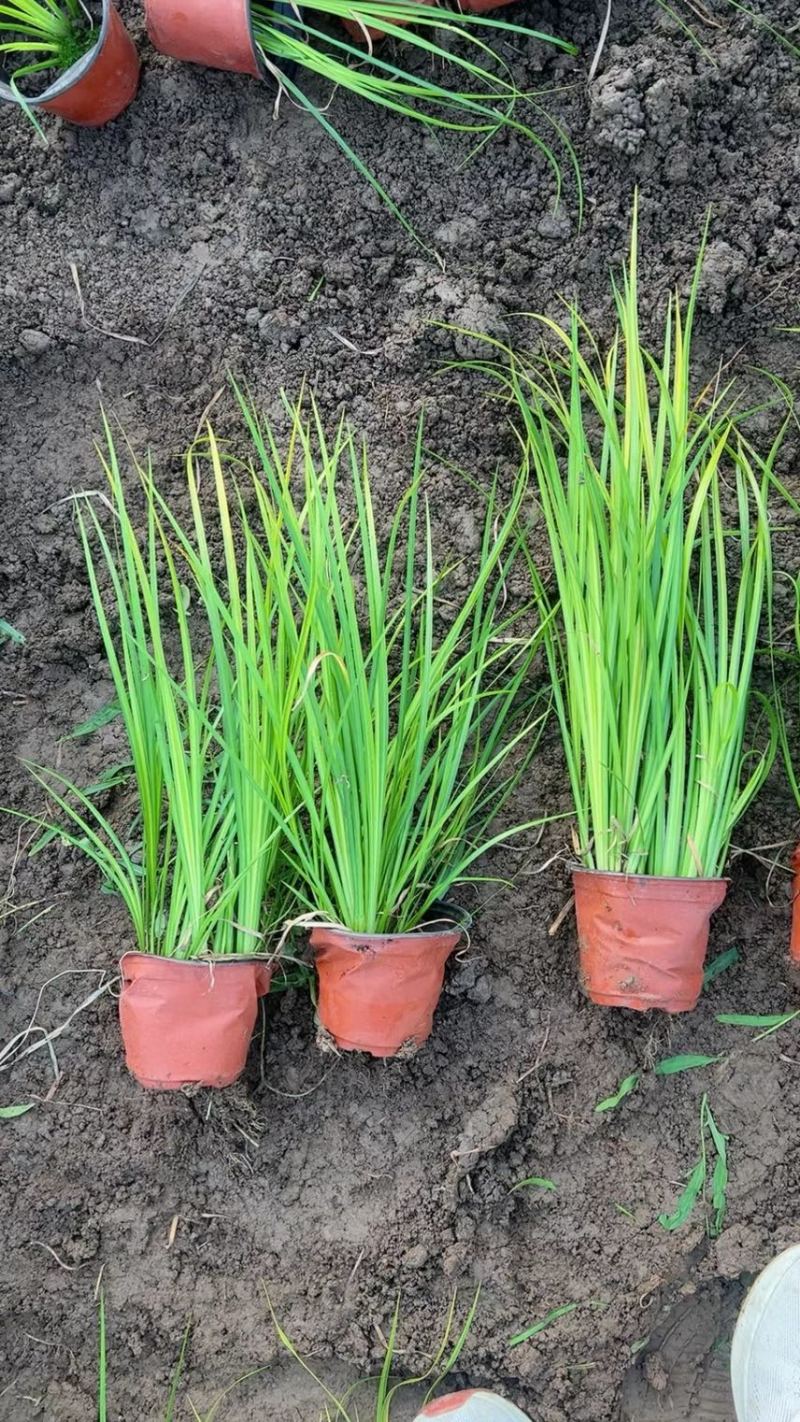 金叶石菖蒲批发基地