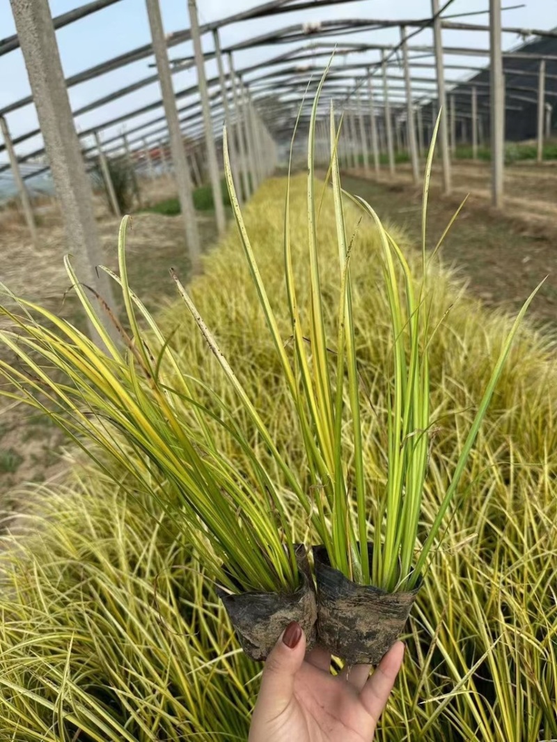 金叶石菖蒲批发基地
