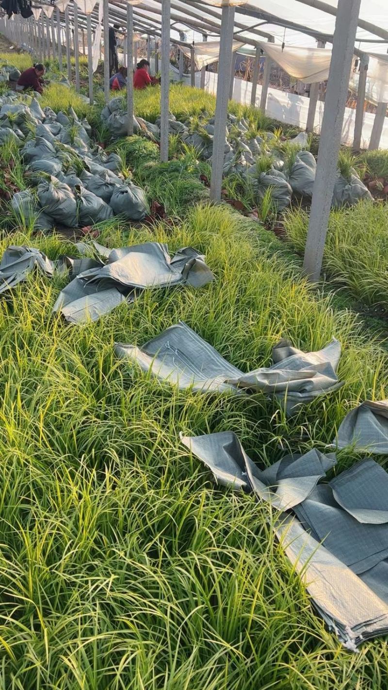金叶石菖蒲批发基地