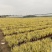 金叶石菖蒲批发基地