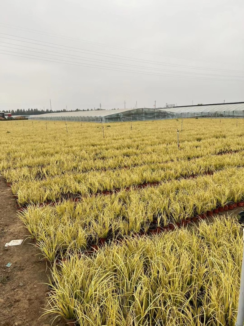 金叶石菖蒲批发基地