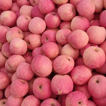 条纹红富士苹果，口感脆甜精品纸袋红富士苹果一手货源