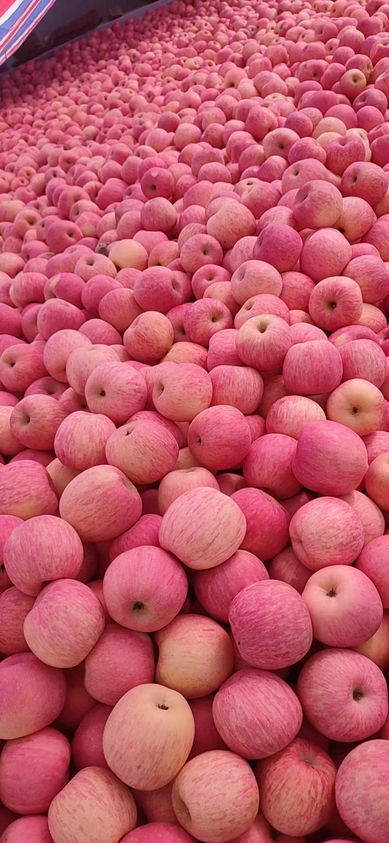条纹红富士苹果，口感脆甜精品纸袋红富士苹果一手货源