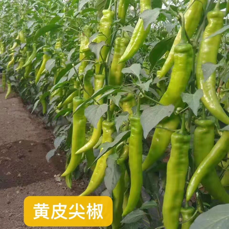 【抗病毒，产量高】大果尖椒苗，黄绿皮，全国发货量大