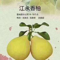 江永香柚