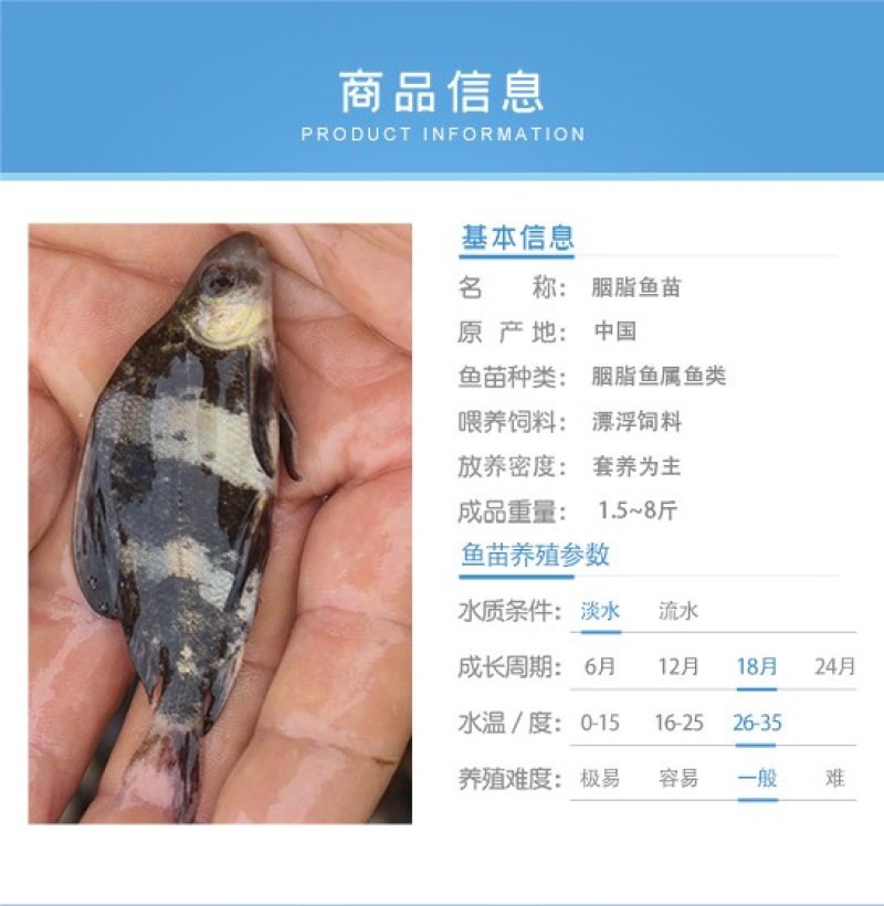 四川眉山天贵水产胭脂鱼美人鱼苗基地繁殖养殖