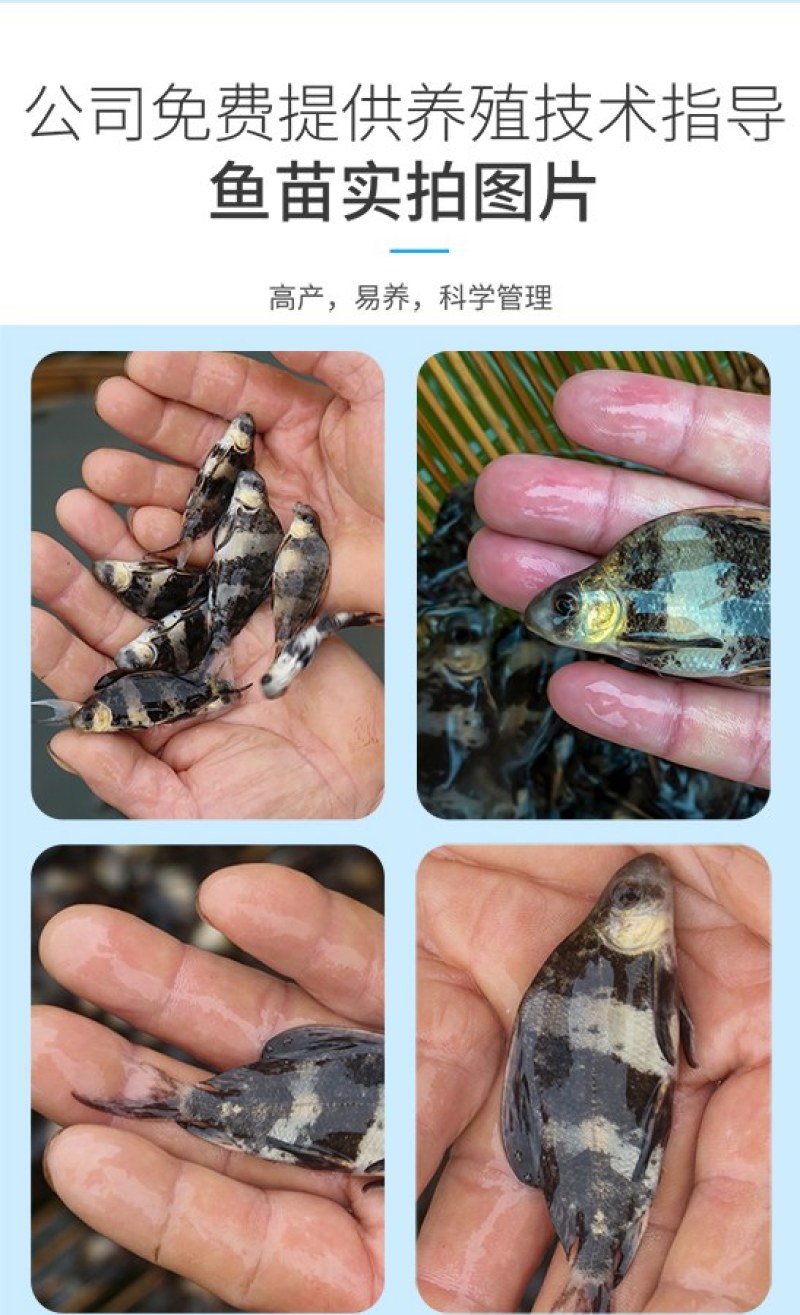 四川眉山天贵水产胭脂鱼美人鱼苗基地繁殖养殖
