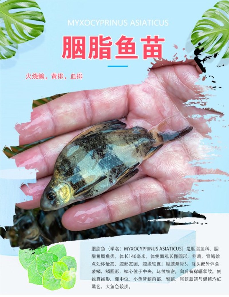 四川眉山天贵水产胭脂鱼美人鱼苗基地繁殖养殖