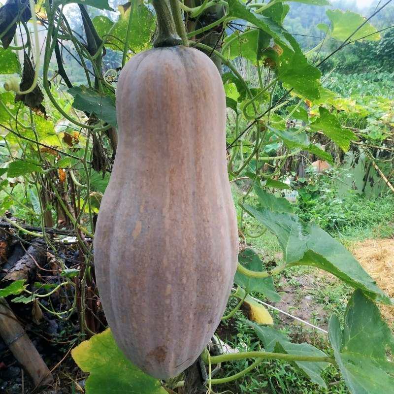 【新货】农家自晒干南瓜丝干老南瓜条南瓜条干菜风干