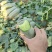 水果萝卜大量上市中