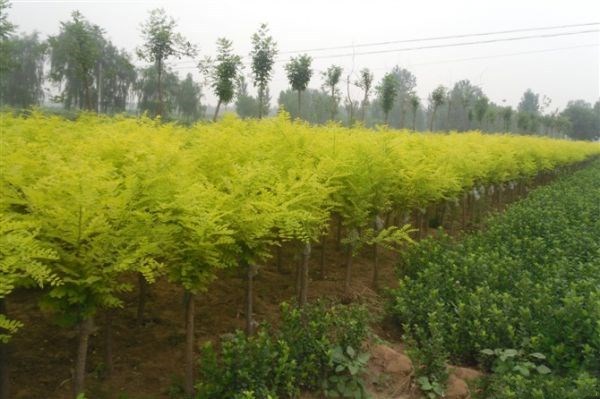 金枝国槐成年树木全景图