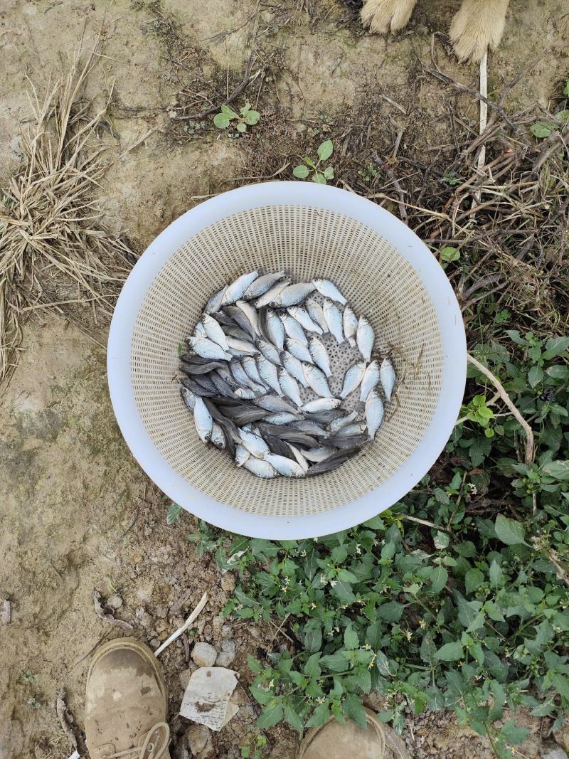 10-50尾/斤，各种规格中科三号，中科五号，鲫鱼苗种