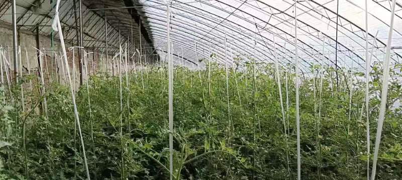 有机西红柿种植园