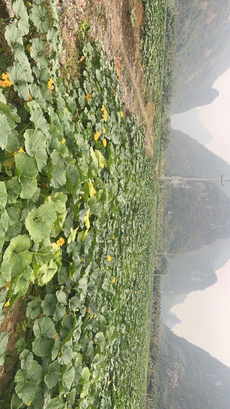 密本南瓜，货品精良，产地直供，货量充足！电联采购