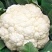 河北邯郸菜花松花菜大量上市价格美丽品质保证一手货源