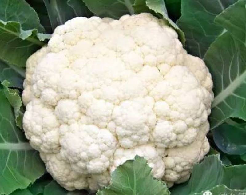河北邯郸菜花松花菜大量上市价格美丽品质保证一手货源
