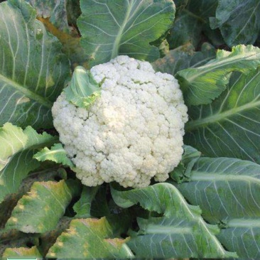 河北邯郸菜花松花菜大量上市价格美丽品质保证一手货源