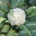 河北邯郸菜花松花菜大量上市价格美丽品质保证一手货源